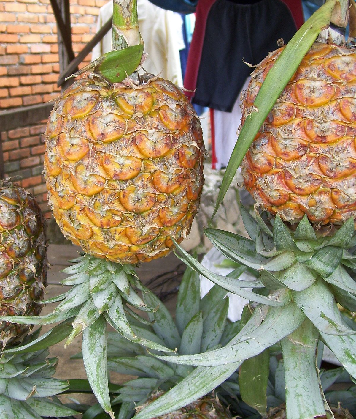  Gambar Nanas  subang jpg Wikipedia