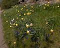 Narcissus poeticus, Narcissus poeticus and Muscari botryoides in Skansen spring 2008.jpg