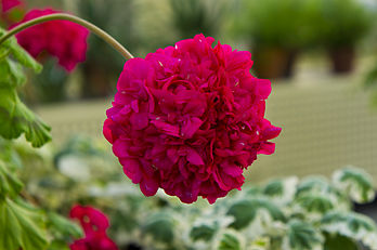 Pretty red flower to match