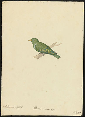 Dwarf pigeon, illustration from 1828
