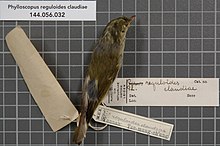 Центр биоразнообразия Naturalis - RMNH.AVES.138026 1 - Phylloscopus reguloides claudiae (La Touche, 1922) - Sylviidae - образец кожи птицы.jpeg