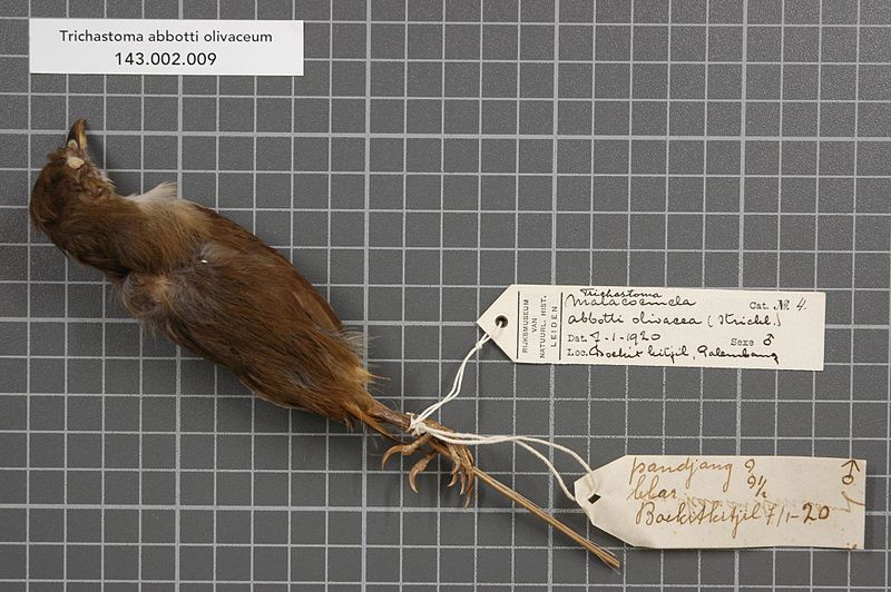 File:Naturalis Biodiversity Center - RMNH.AVES.147114 1 - Trichastoma abbotti olivaceum (Strickland, 1847) - Timaliidae - bird skin specimen.jpeg