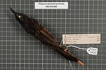 Naturalis Biodiversity Center - RMNH.AVES.148257 1 - Ptiloprora perstriata perstriata (De Vis, 1898) - Meliphagidae - bird skin specimen.jpeg