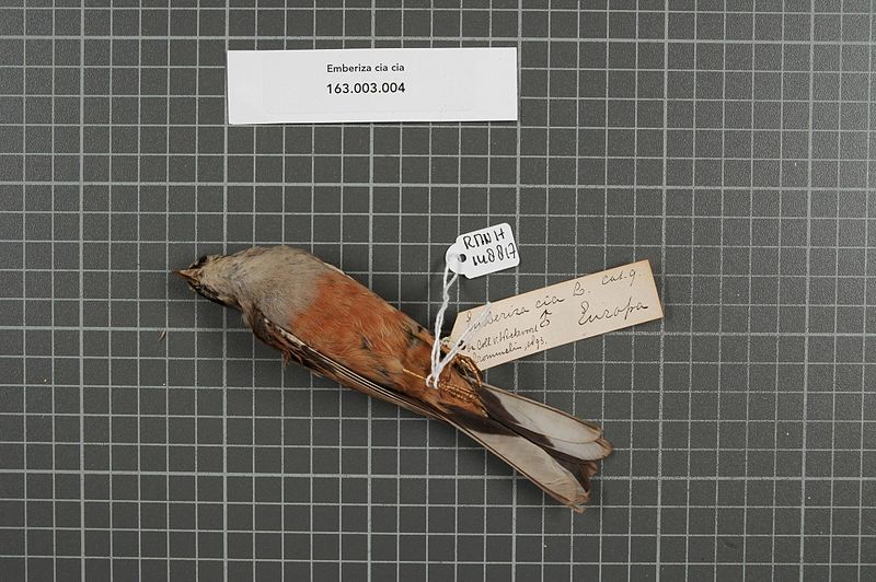 File:Naturalis Biodiversity Center - RMNH.AVES.148817 1 - Emberiza cia cia Linnaeus, 1766 - Emberizidae - bird skin specimen.jpeg