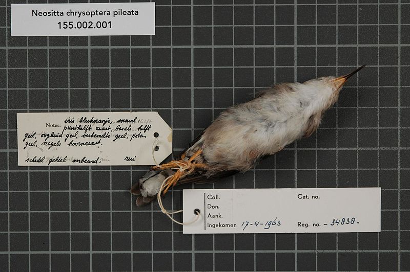 File:Naturalis Biodiversity Center - RMNH.AVES.34838 2 - Neositta chrysoptera pileata (Gould, 1838) - Sittidae - bird skin specimen.jpeg