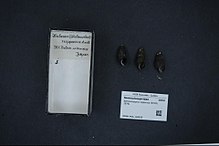 مرکز تنوع زیستی Naturalis - RMNH.MOL.169935 - Semisulcospira nipponica (اسمیت ، 1876) - Semisulcospiridae - پوسته نرم تنان. jpeg