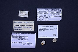 Naturalis Biodiversity Center - ZMA.MOLL.402735 - Caseolus (Leptostictea) hartungi (Albers, 1852) - Hygromiidae - Mollusc shell.jpeg