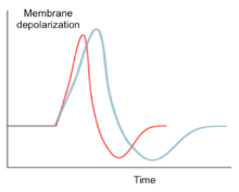 Nav1.6 action potentials, shown in blue, demonstrate greater depolarization, higher frequency and longer firing time before depolarization compared to action potentials observed in other sodium channel isoforms, shown in red. Nav1.6 Action Potential.png