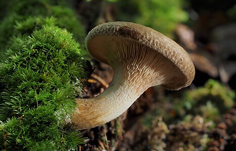 Paxillus involutus (Brown Roll-rim)