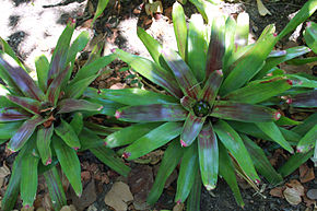 Beschreibung des Bildes Neoregelia farinosa Jardín botánico de Valencia (1) .JPG.