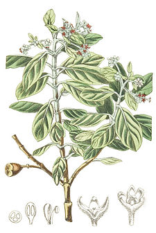 Saint Helena olive (Nesiota elliptica) Nesiota elliptica.jpg