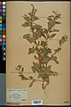 Neuchâtel Herbarium - Sisymbrium polyceratium - NEU000026327.jpg