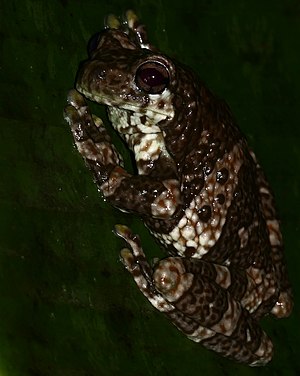 New River Treefrog (Trachycephalus hadroceps) (38937777032).jpg