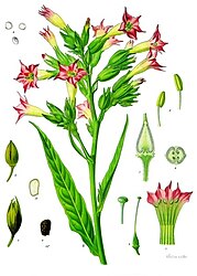 Nicotiana tabacum L.