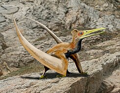 Ningchengopterus liuae.jpg