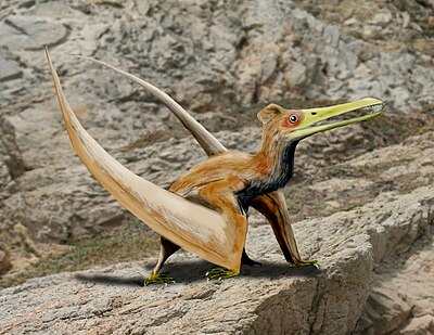 Птиродактель. Рамфоринх динозавр. Птерозавр Птеранодон. ВОЛГОДРАКО Птерозавр. Рамфоринх прогулки с динозаврами.