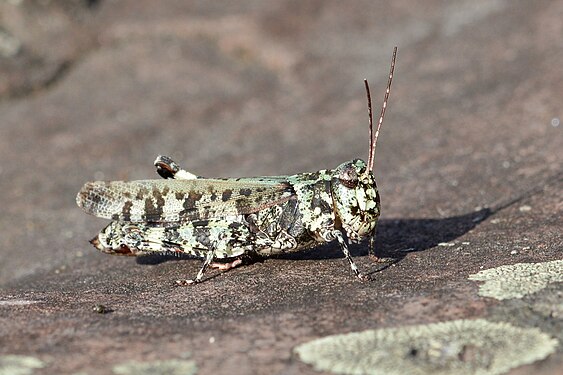 Northern Marbled Grasshopper (Spharagemon marmorata marmorata)