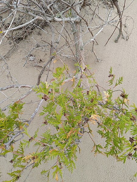 File:Northern Whitecedar (Thuja occidentalis), Sandbanks Provincial Park, Ontario 1.jpg