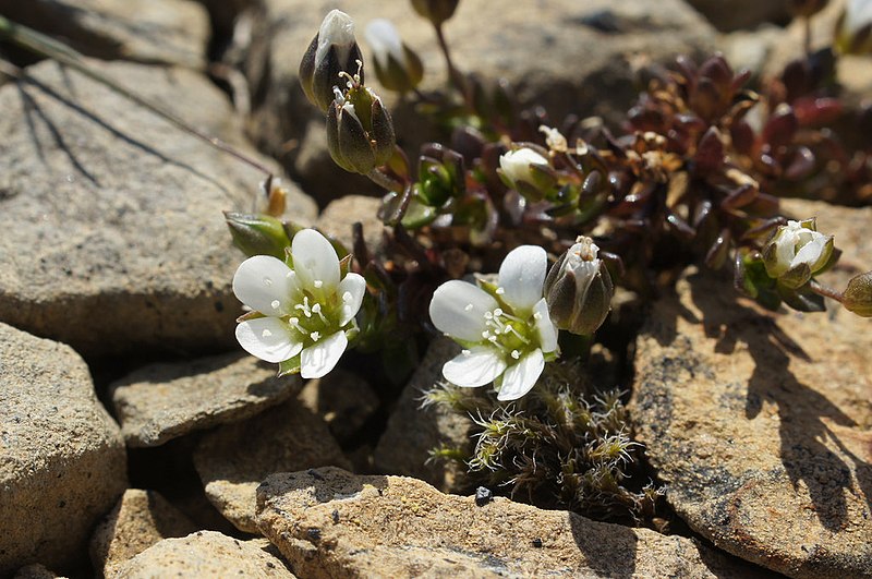 File:Norwegian Sandwort (Arenaria norvegica), Keen of Hamar - geograph.org.uk - 4007379.jpg