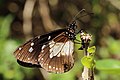 Novice butterfly (Amauris ochlea) male underside.jpg