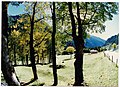 October Autumn Colors Switzerland - Natural Color ^ ars artis Photography 1988 - panoramio (2).jpg