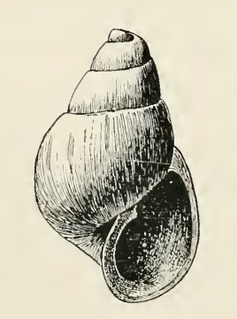 <i>Odostomia beringi</i> species of mollusc