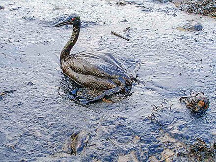 A bird covered in oil from the Black Sea oil spill