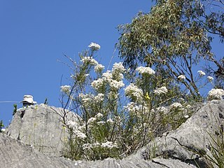 <i>Olearia rosmarinifolia</i> Species of plant