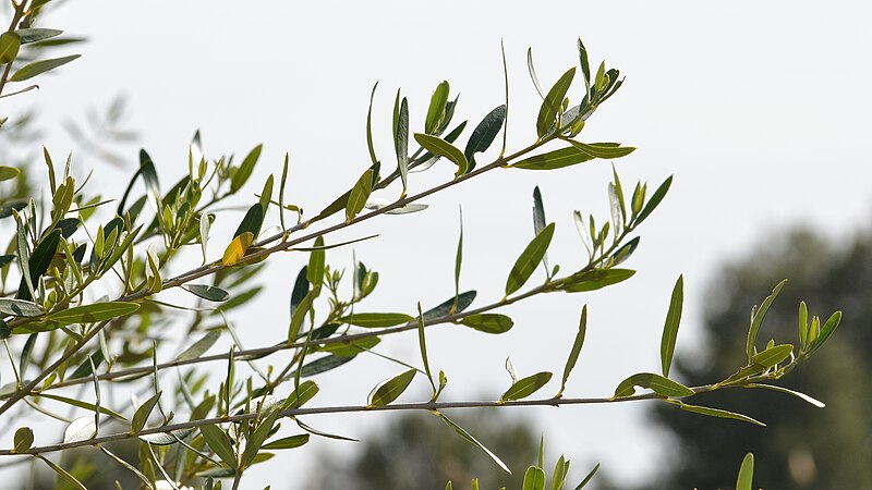 File:Olive (Olea europaea) - Parc Natural de s'Albufera, Spain 2022-04-18 (02).jpg