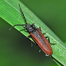 Omalisidae - Omalisus fontisbellaquaei-001.JPG