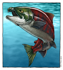 Artist's reconstruction of the saber-toothed salmon Oncorhynchus rastrosus Oncorhynchus rastrosus reconstruction by Ray Troll.png