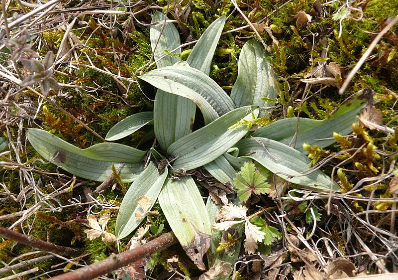 File:Ophrys araneola 090308.jpg