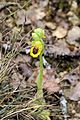 Ophrys lutea Spain