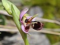 Ophrys oestrifera