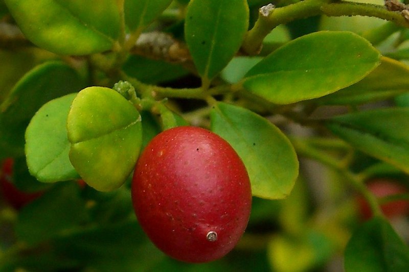 File:Orange Jessamine (981323618).jpg