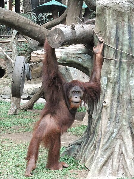 File:Orangutan Taman Safari Cisarua.JPG