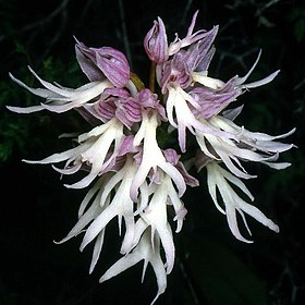 Orchis italica Cyprus 04.jpg
