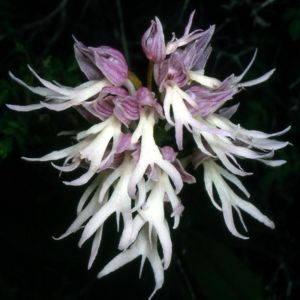 Italiensk orkidé (Orchis italica)