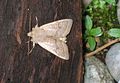 Orthosia (Monima) cerasi-Salzburg, Flachgau, Eugendorf-bE-HdN-1694a.jpg