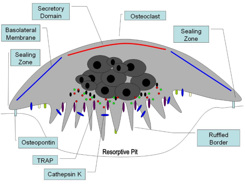 File:Osteoclast1.PNG