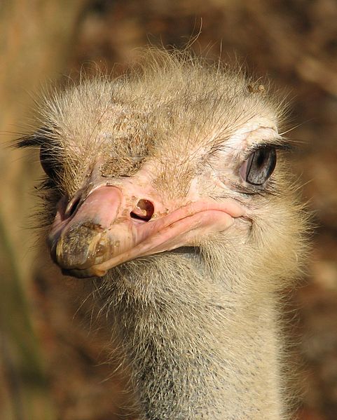 File:Ostrich Louisville Zoo.jpg