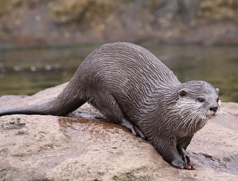 File:Otter at London Zoo.jpg