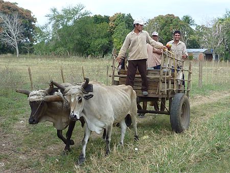 Tập_tin:Ox_cart_in_Cuba.jpg