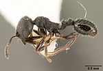 Oxyopomyrmex oculatus casent0101775 profilo 1.jpg