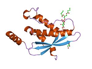 PDB 1h6h EBI.jpg