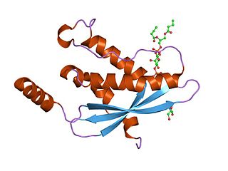 <span class="mw-page-title-main">Sorting nexin</span>