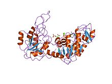 PDB 3pgk EBI.jpg 