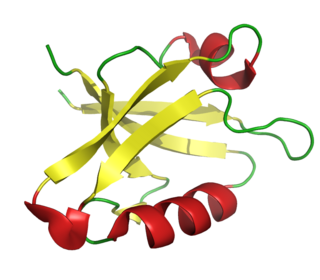 PDZ domain