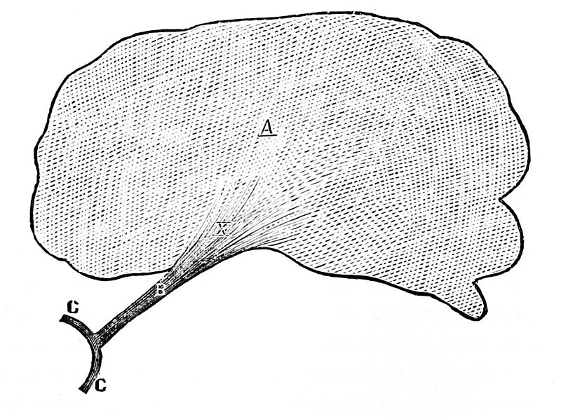 File:PSM V01 D473 Brain optic nerve.jpg