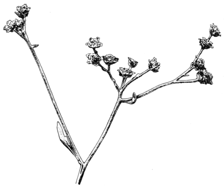 PSM V81 D323 Flowers of the guayule.png